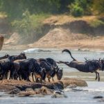 Mwekezaji wa Kimarekani kujenga hoteli ya kisasa Serengeti, atafuta washirika wa ndani